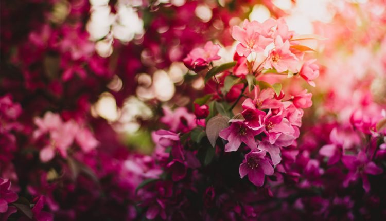 Top Floral Festivals